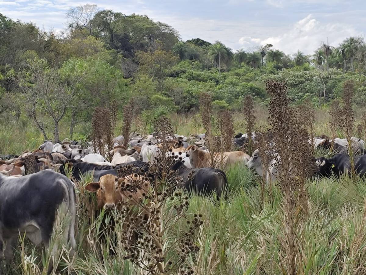 VENTA - 13 ha sobre Ruta 18 con vista al cerro - Acahay, Paraguarí — foto 2