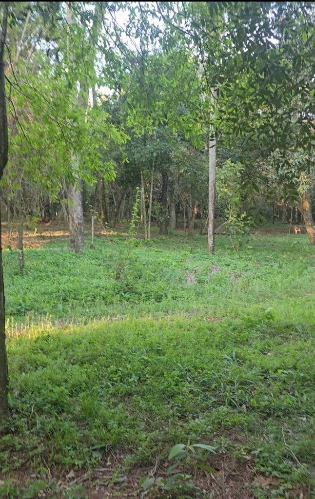 VENDO HERMOSO TERRENO TOTALMENTE ARBOLADO EN LA CORDILLERA DE SAN BER. — foto 3