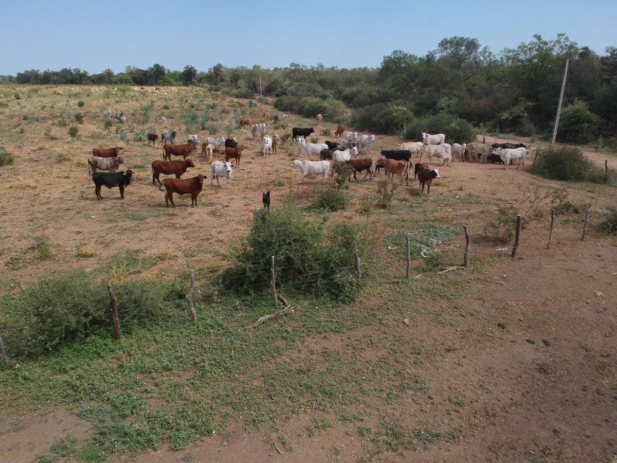 ESTANCIA/CAMPO EN VENTA — foto 2