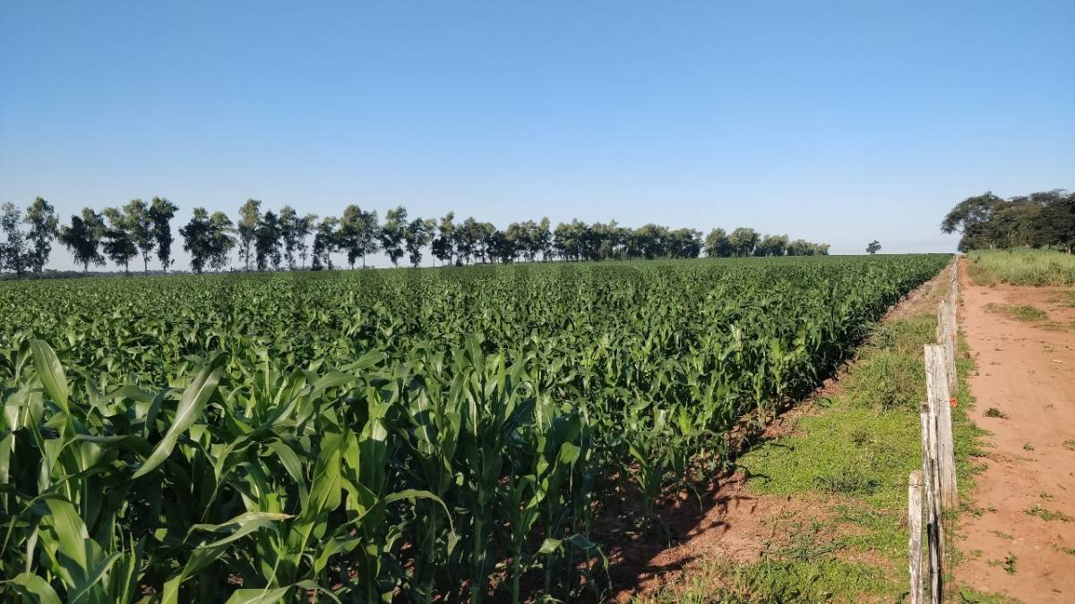 EN VENTA ESTANCIA EN SAN ESTANISLAO — foto 3