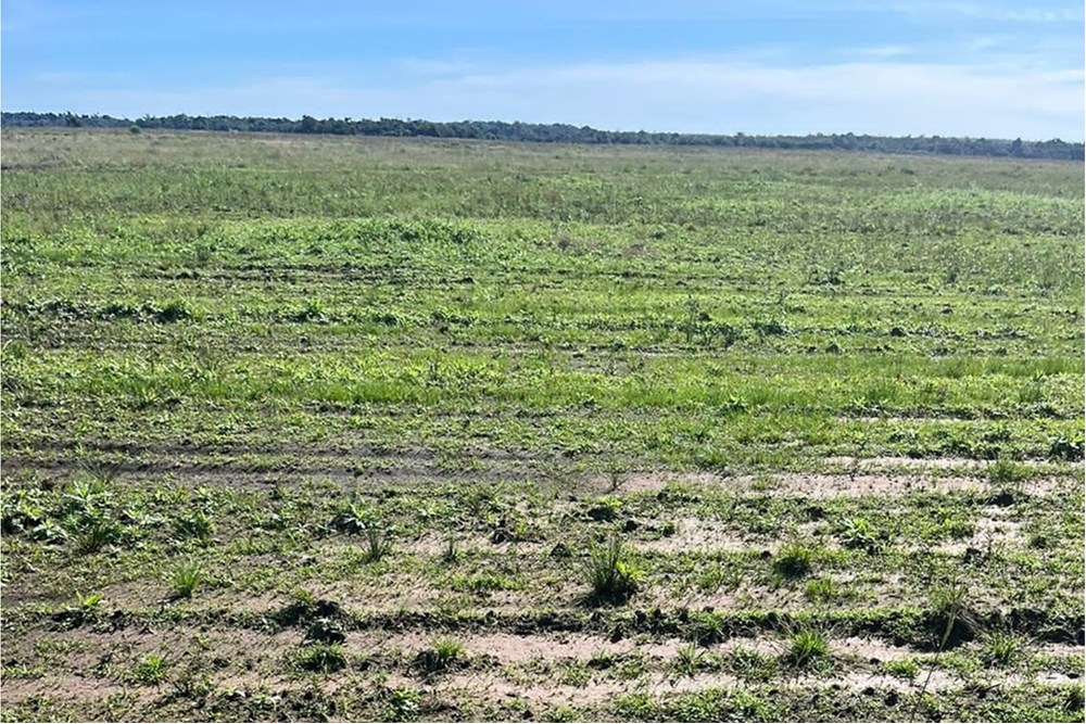 Finca Agrícola-Venta-Pirity, , San Pedro Del Paraná, Itapúa — foto 2