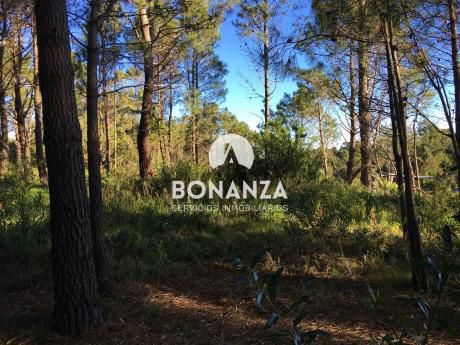 Terreno En Venta, Piriápolis, Punta Colorada, Zona Arbolada