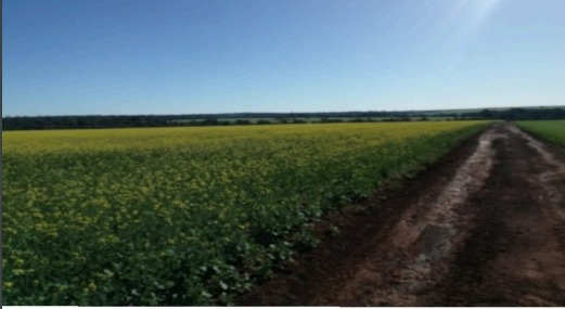 Vendo Campo de 720 has en Los Cedrales, Alto Paraná-CLCS5173573 — foto 2