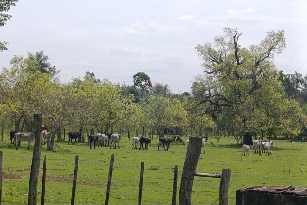 VENDO CAMPO EN MINGA GUAZO MONDAY 46 HECTAREAS — foto 2