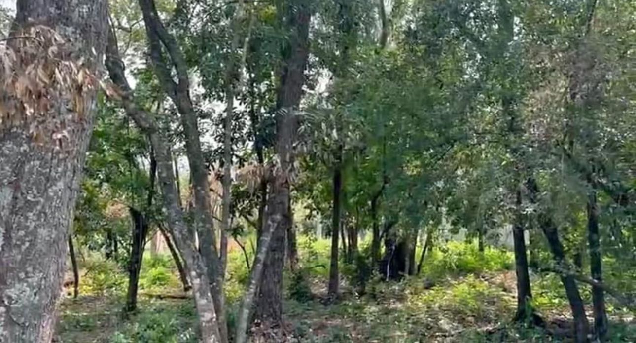 Vendo Hermosos Terrenos  En San Ber Zona Ciervo Kua — foto 3