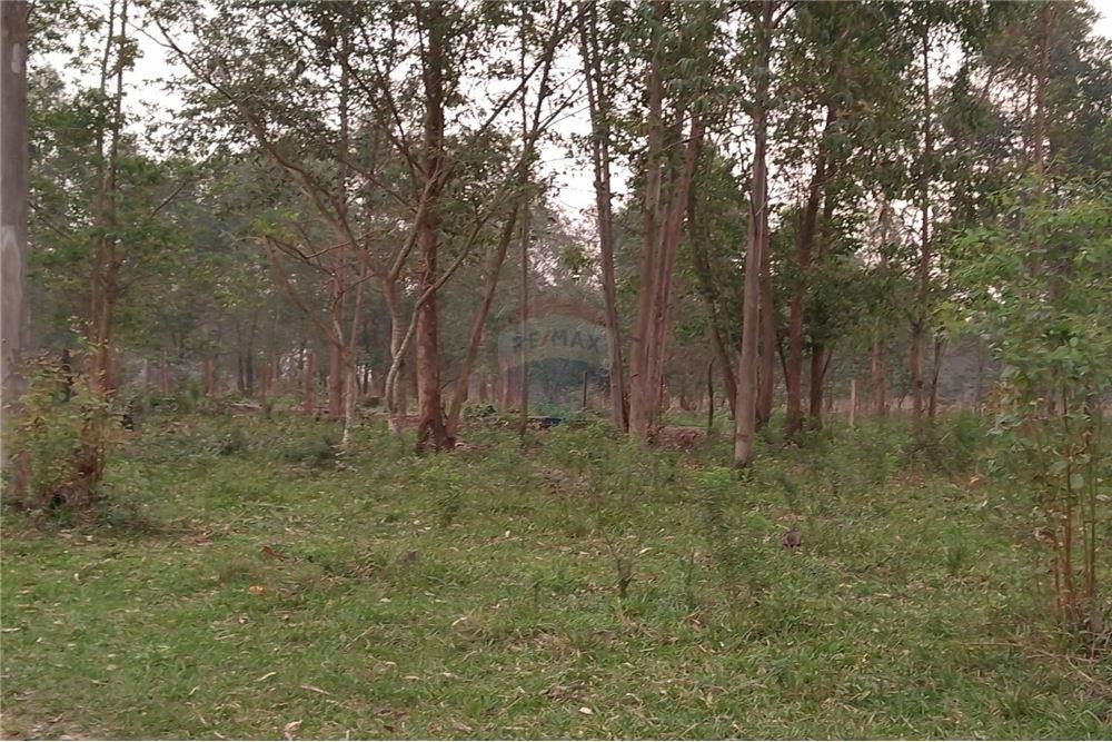 VENDO CAMPO EN SAN PEDRO DEL PARANA 200 HECTAREAS — foto 2