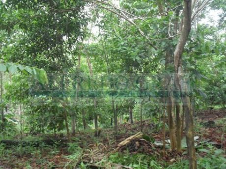 Terreno Rustico Venta Carretera Iquitos - Nauta - Iquitos