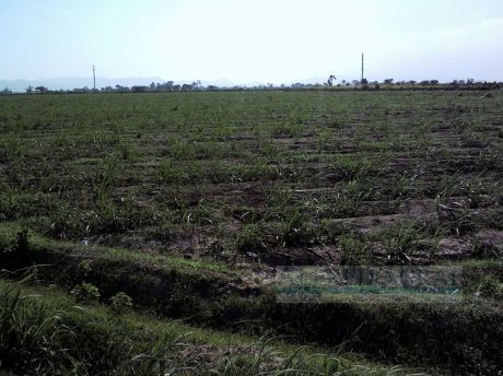 Terreno Agricola Venta Valle Jequetepeque - Chepen