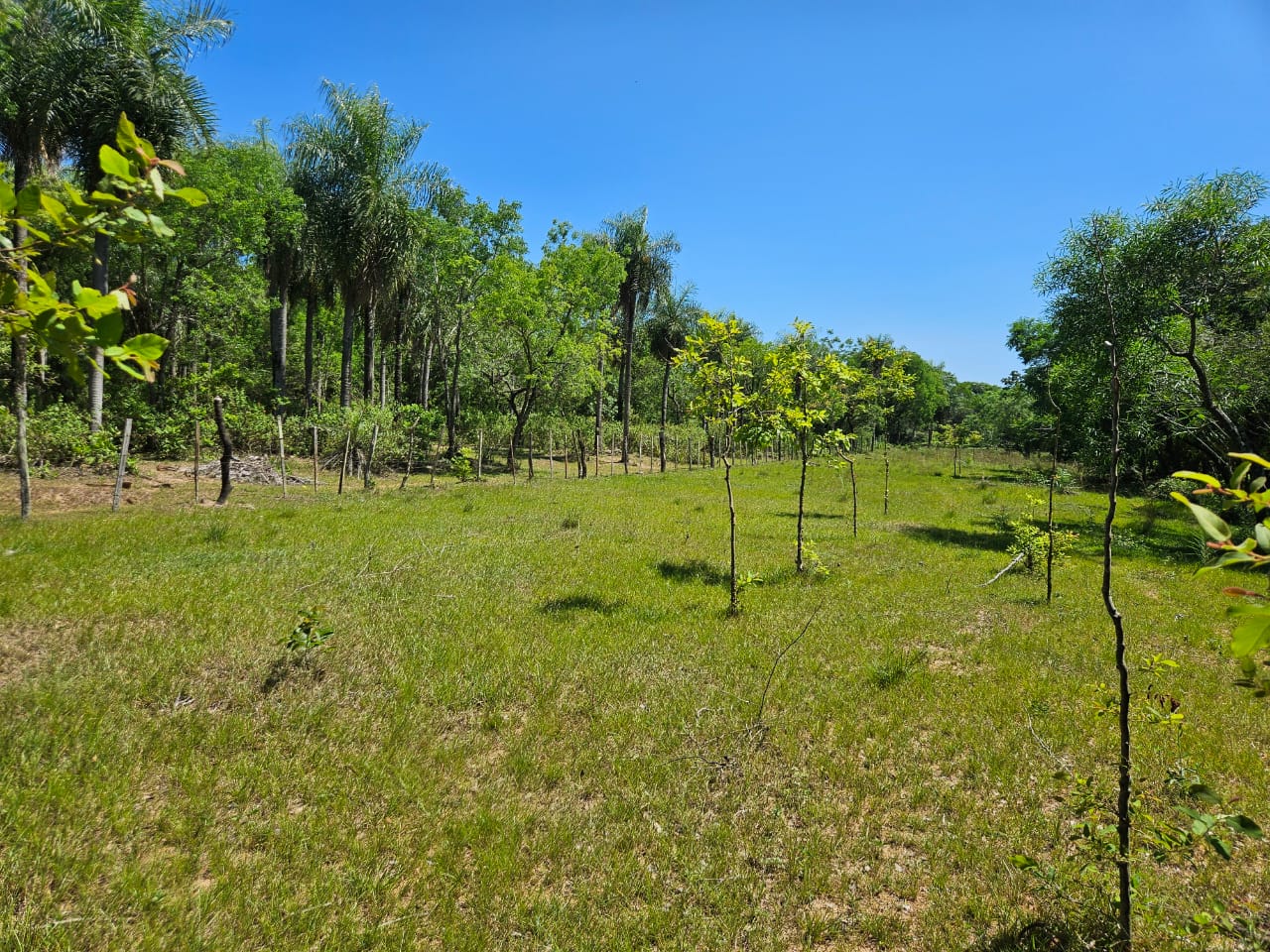 10 HECTAREAS CON ARROYO EN QUIINDY PARAGUARI — foto 2
