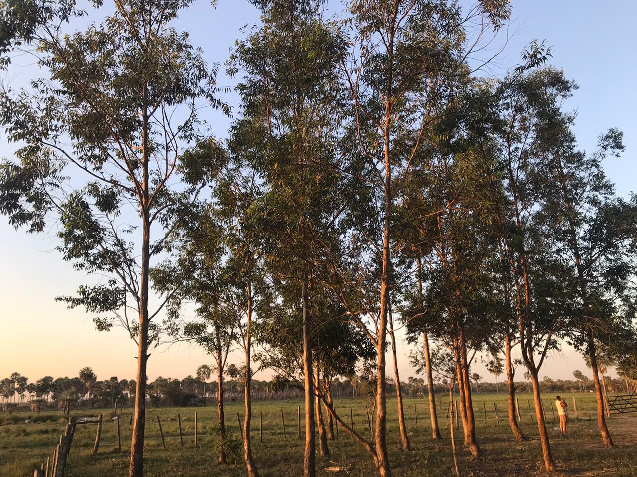 Vendo Estancia a 60 km de Asunción en Cerrito — foto 3