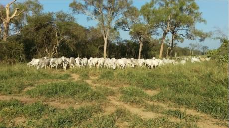 Propiedad Ganadera De 5000ha En San Javier