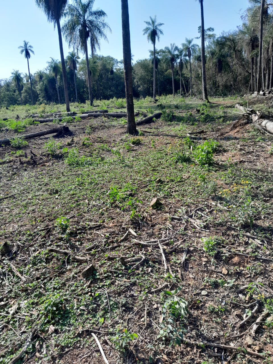 Vendo propiedad de 2 hectáreas en Atyra Ideal para granja — foto 3