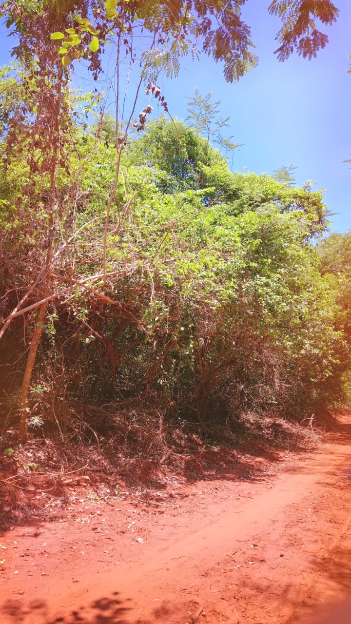 Vendo Propiedad Boscosa De 5 Hectáreas En Paraguari — foto 3