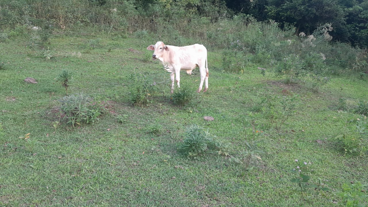 Vendo espectacular propia rural 60 hectareas — foto 3