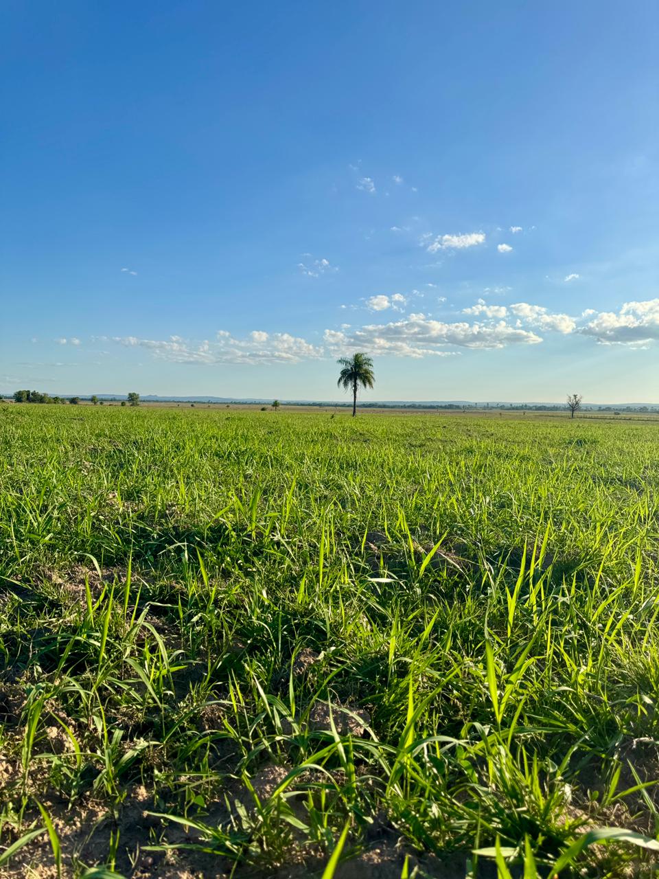 Vendo Propidad En Arroyos Y Esteros– 48 Hectáreas (14 Hectáreas De Pastura) — foto 3