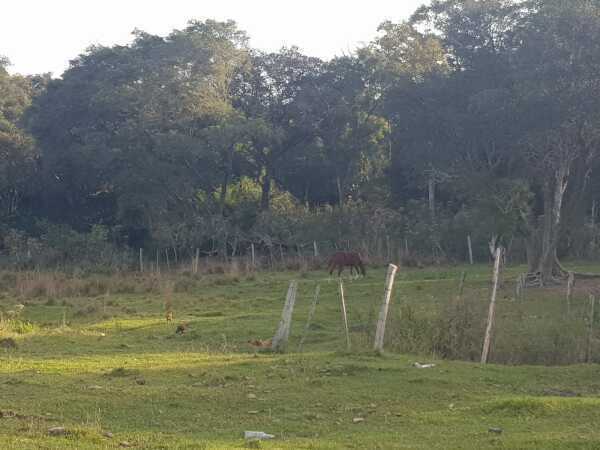 VENDO 70 HAS EN PARAGUARI YBYTYMI PARA CANTERA — foto 2