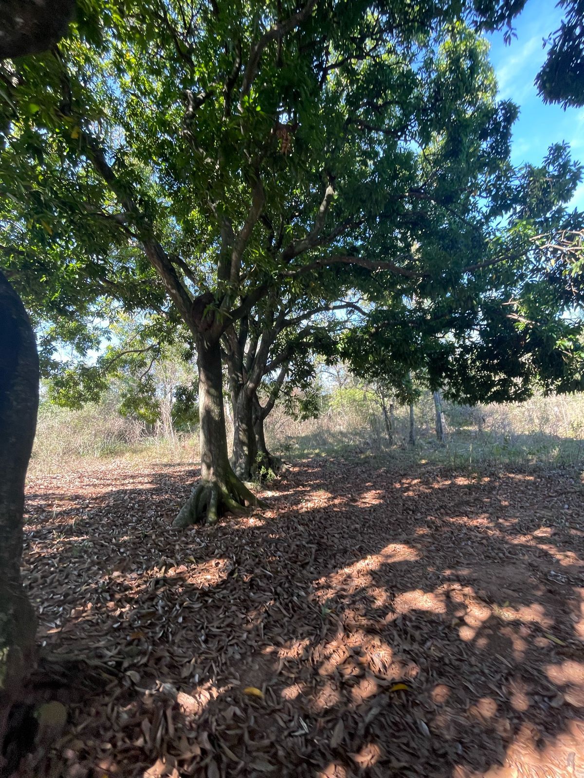 VENDO PROPIEDAD EN EMBOSCADA 20 hectáreas A 3 km de la ruta 3 — foto 2