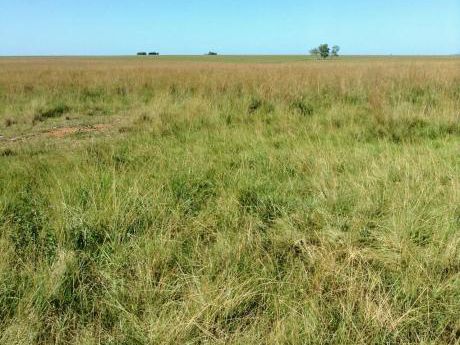 Campo De 300 Hectareas En San Miguel-misiones