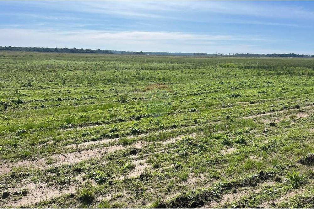 CAMPO AGRICOLA EN VENTA SAN PEDRO DEL PARANA — foto 3
