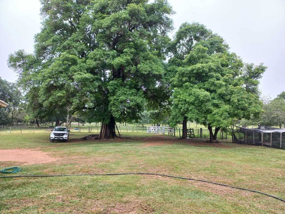 VENDO GRANJA DE 73 HECTÁREAS EN NUEVA COLOMBIA — foto 2