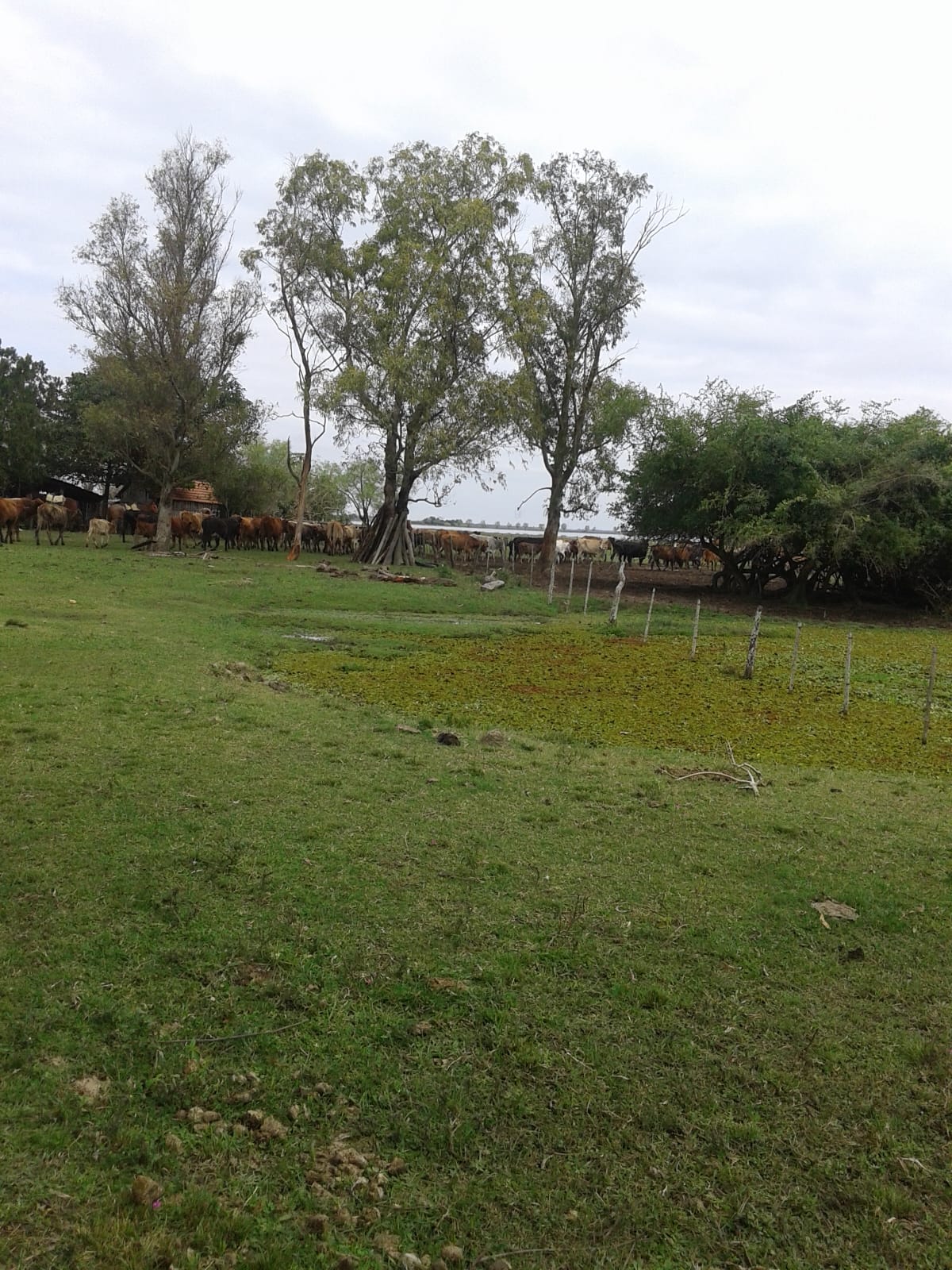 En Venta 411 Hectáreas en Estero kamba/ Ñeembucu — foto 3