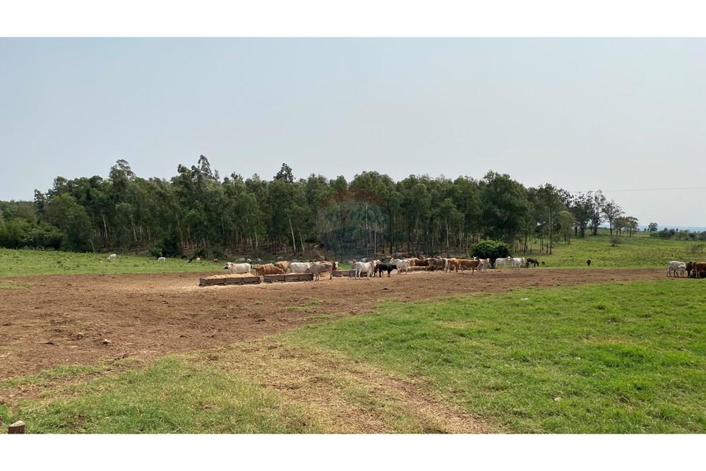 ESTANCIA DE 10.019 HECTAREAS EN CAAGUAZU — foto 2