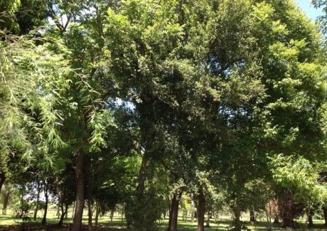 Pilar, 80.000 M2 En Plena Zona Urbana De La Ciudad.