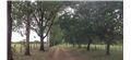 Quinta De 10,83 Ha En Patiño, A 33 Km De Asunción