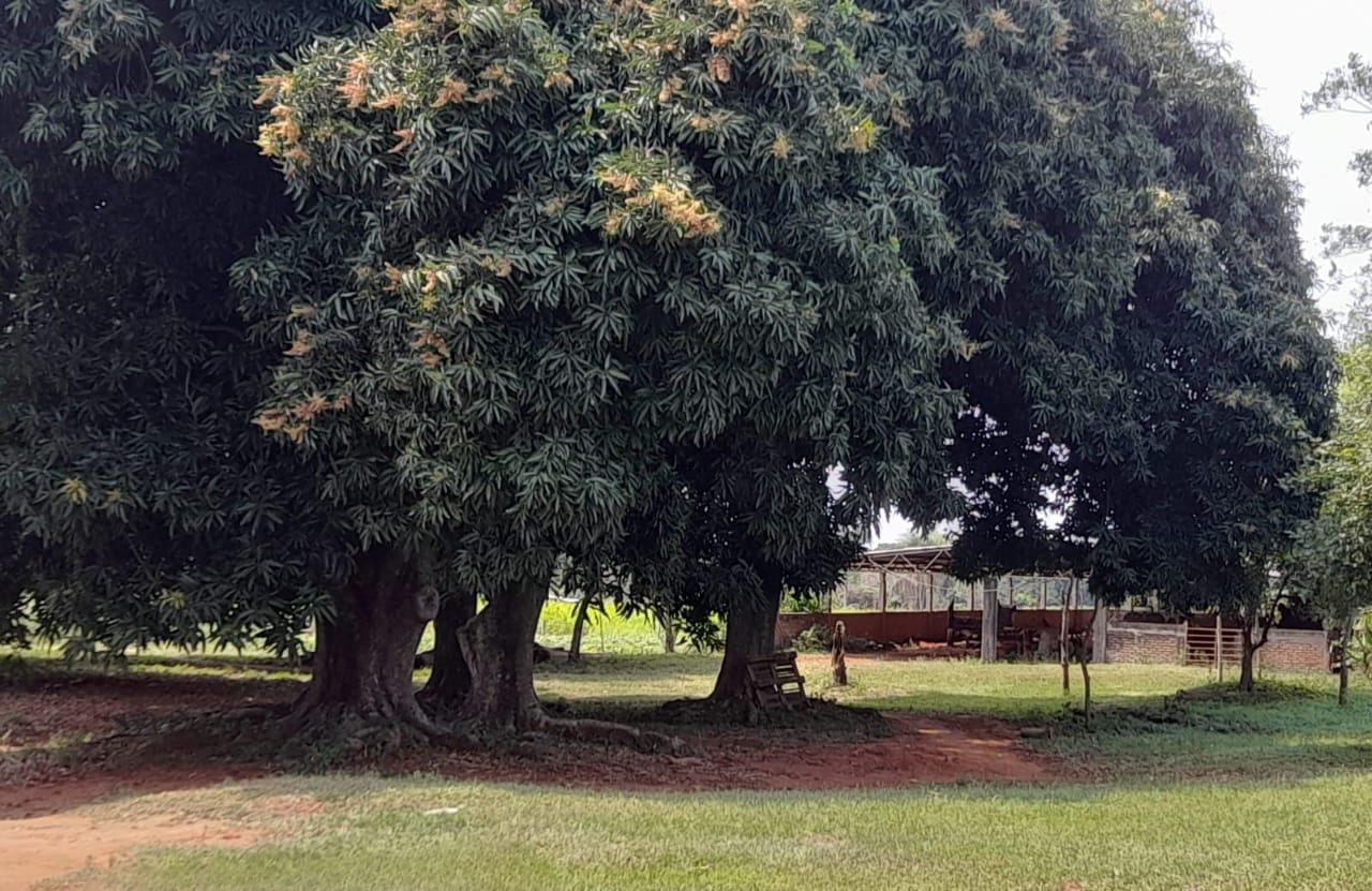 VENDO PROPIEDAD RURAL EN VILLETA CUMBARITY — foto 3