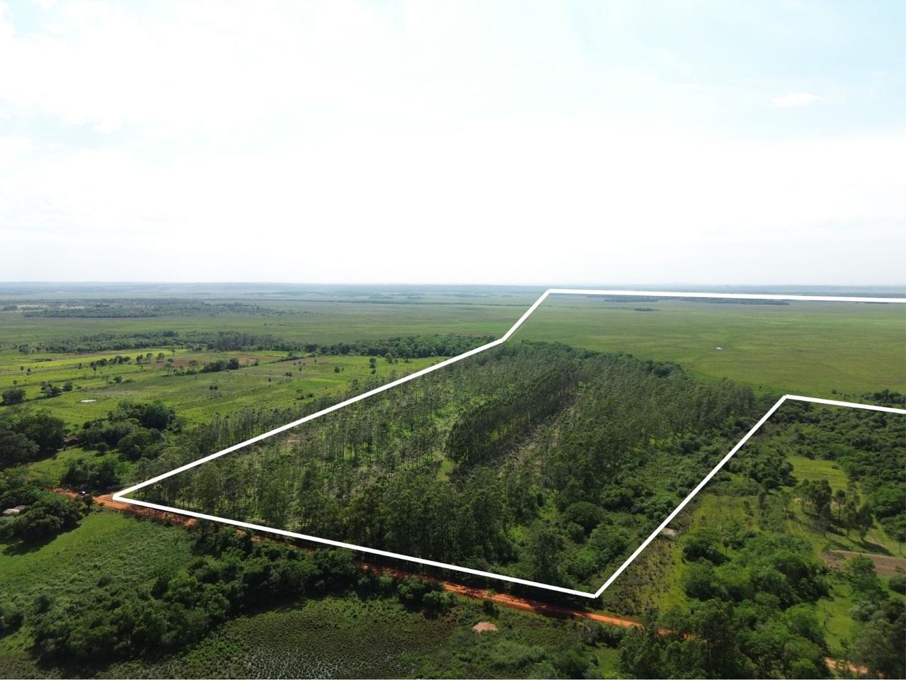 203 hectáreas en coronel Oviedo de fácil acceso — foto 2