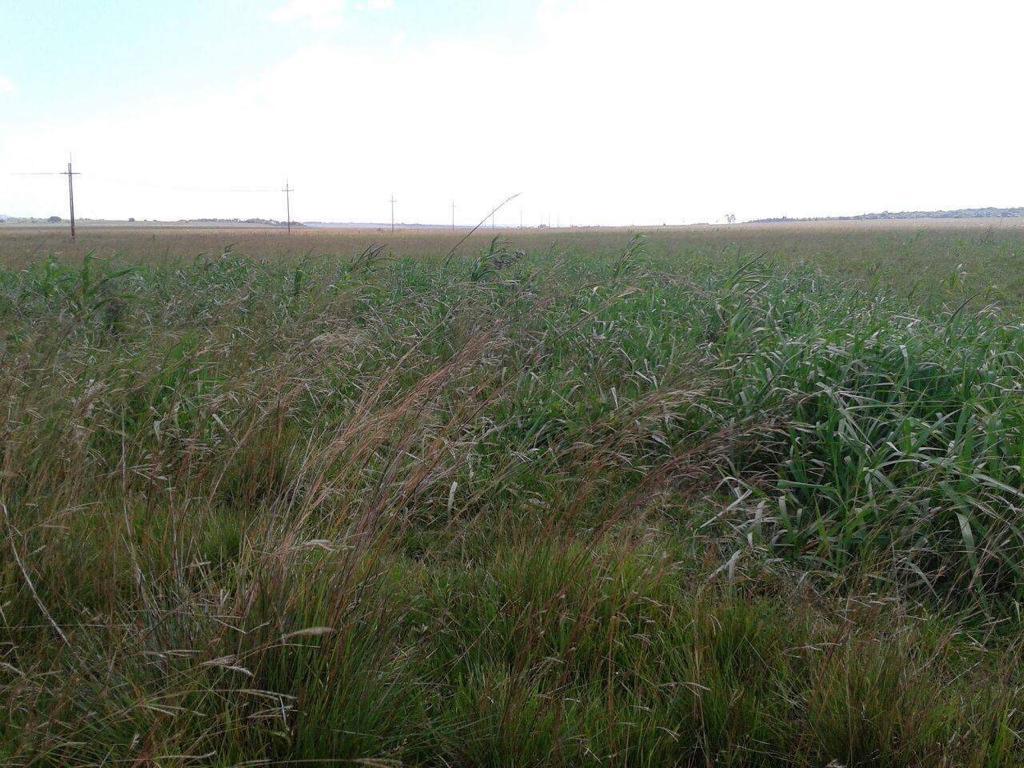 ???? EXCELENTE CAMPO DE 90 HECTÁREAS EN VENTA – YBYCUÍ, PARAGUAY ???? — foto 2