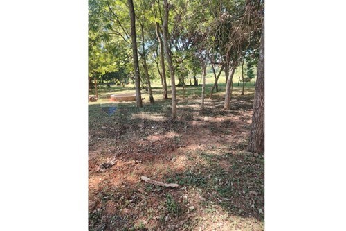 Terreno - Venta - Nueva Germania, San Pedro, Paraguay — foto 3