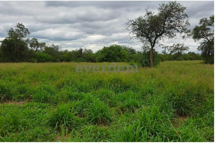 Vendo Campo de 4.000 Hectáreas en Filadelfia, Boquerón - CLCS7612331 — foto 3