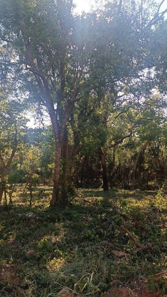 VENDO TERRENO EN SAN BERNARDINO — foto 2