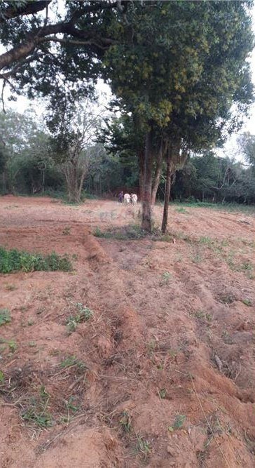 Vendo Granja De 4 Has. Y 5.000 M2. En Carapegua — foto 2