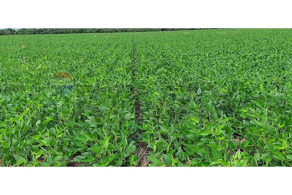 Campo en venta en Alto Paraguay — foto 3