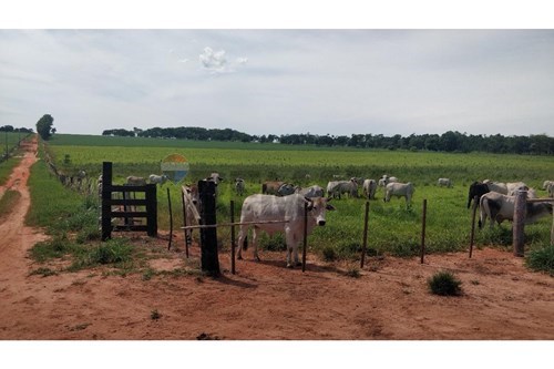 Vendo Estancia Agrícola y Ganadera de 1200 Hectáreas en Santani — foto 2