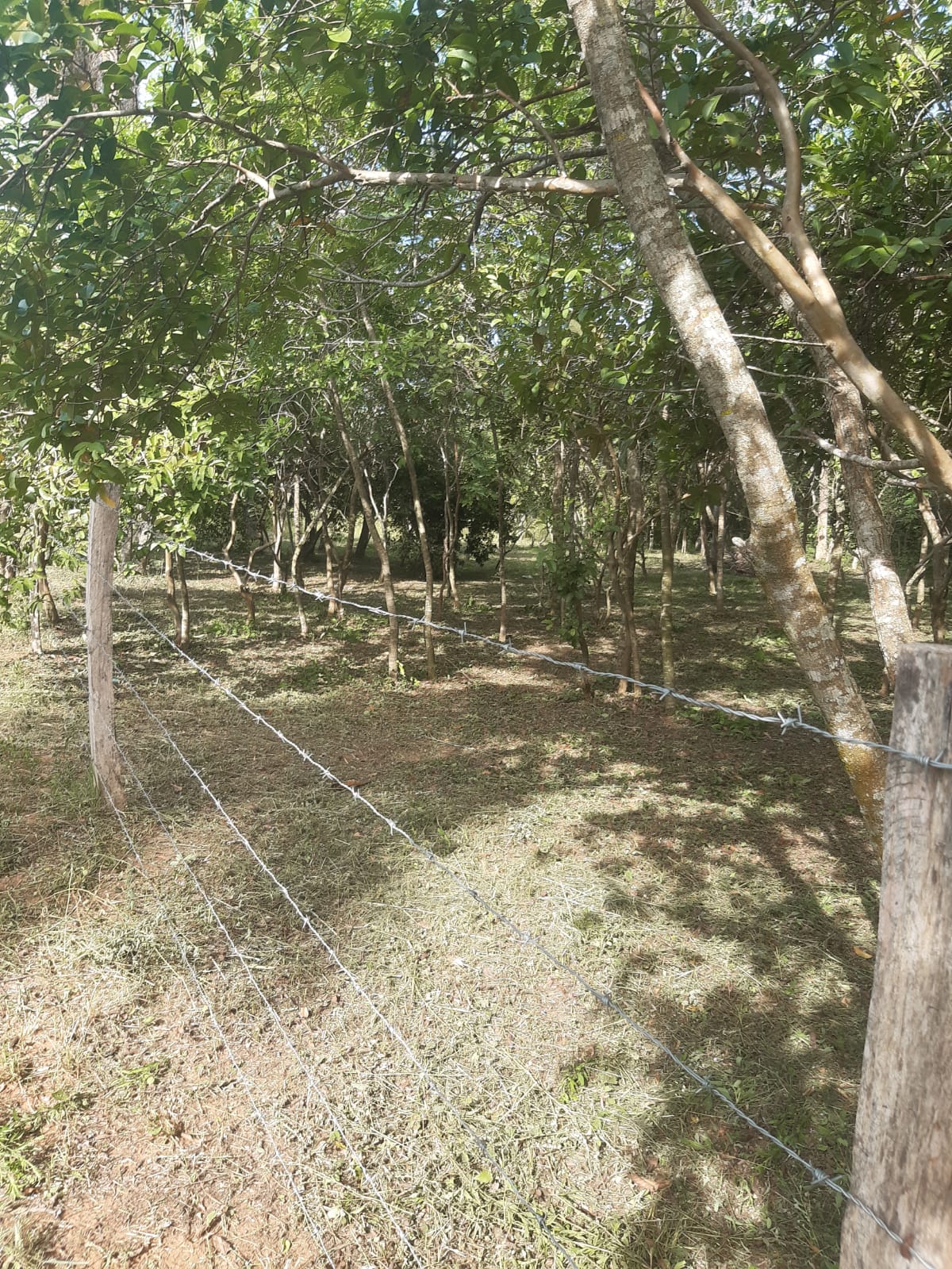 Venta de terreno en Atyra — foto 3