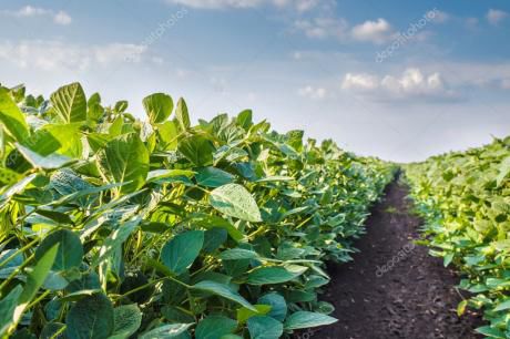Alquilo Campo P/cultivo De Soja Mecanizado Desde 5.000 Has.
