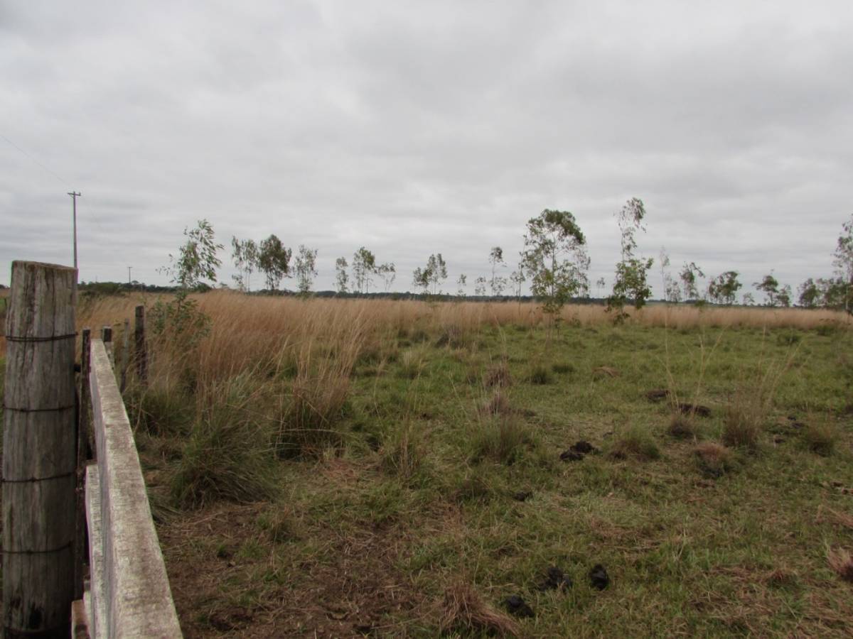 En venta establecimiento ganadero de 7,5 hectáreas en Itapúa Coronel Bogado. — foto 3