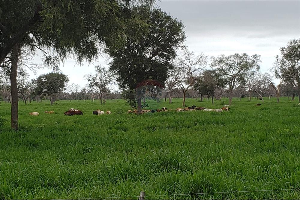 Vendo Campo en Mcal Estigarribia Chaco LaGerenza — foto 2