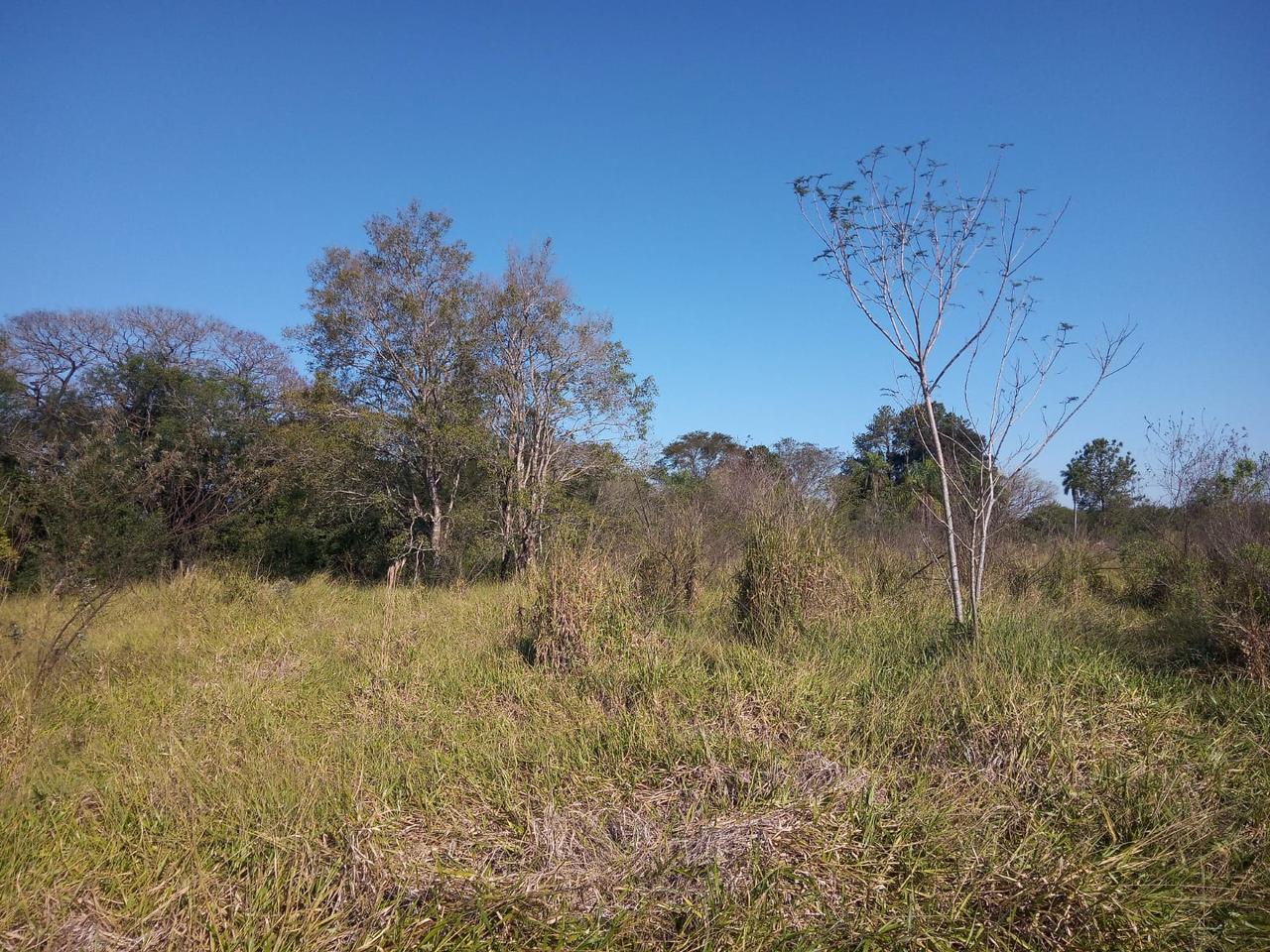VENDO 10 HAS EN HERNANDARIAS!! — foto 3