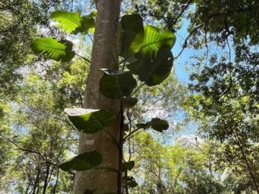 EN VENTA 8 HAS EN ITACURUBI DE LA CORDILLERA Itacurubí de la Cordillera Paraguay — foto 2
