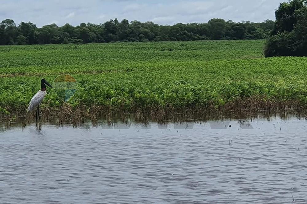 VENDO ESTANCIA PRODUCTIVA EN BAHIA NEGRA ALTO PARAGUAY — foto 3