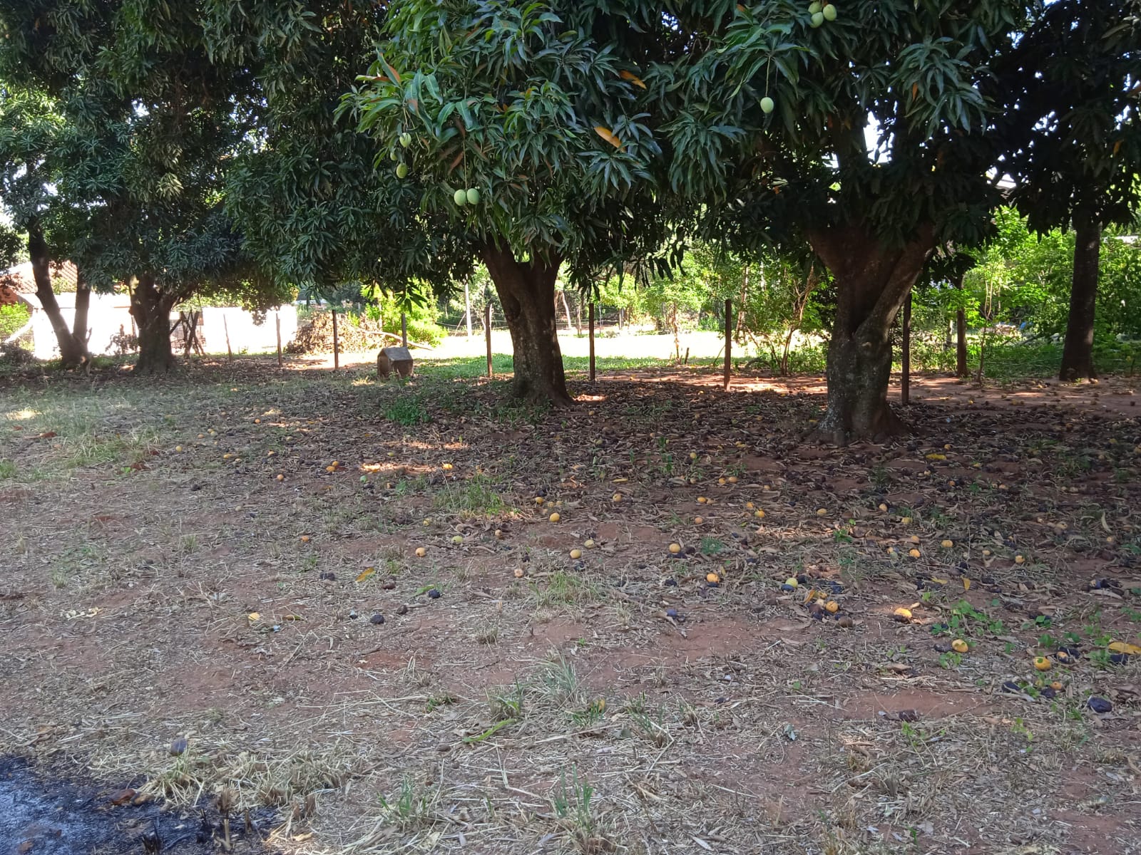 VENDO TERRENO - YPANE — foto 2