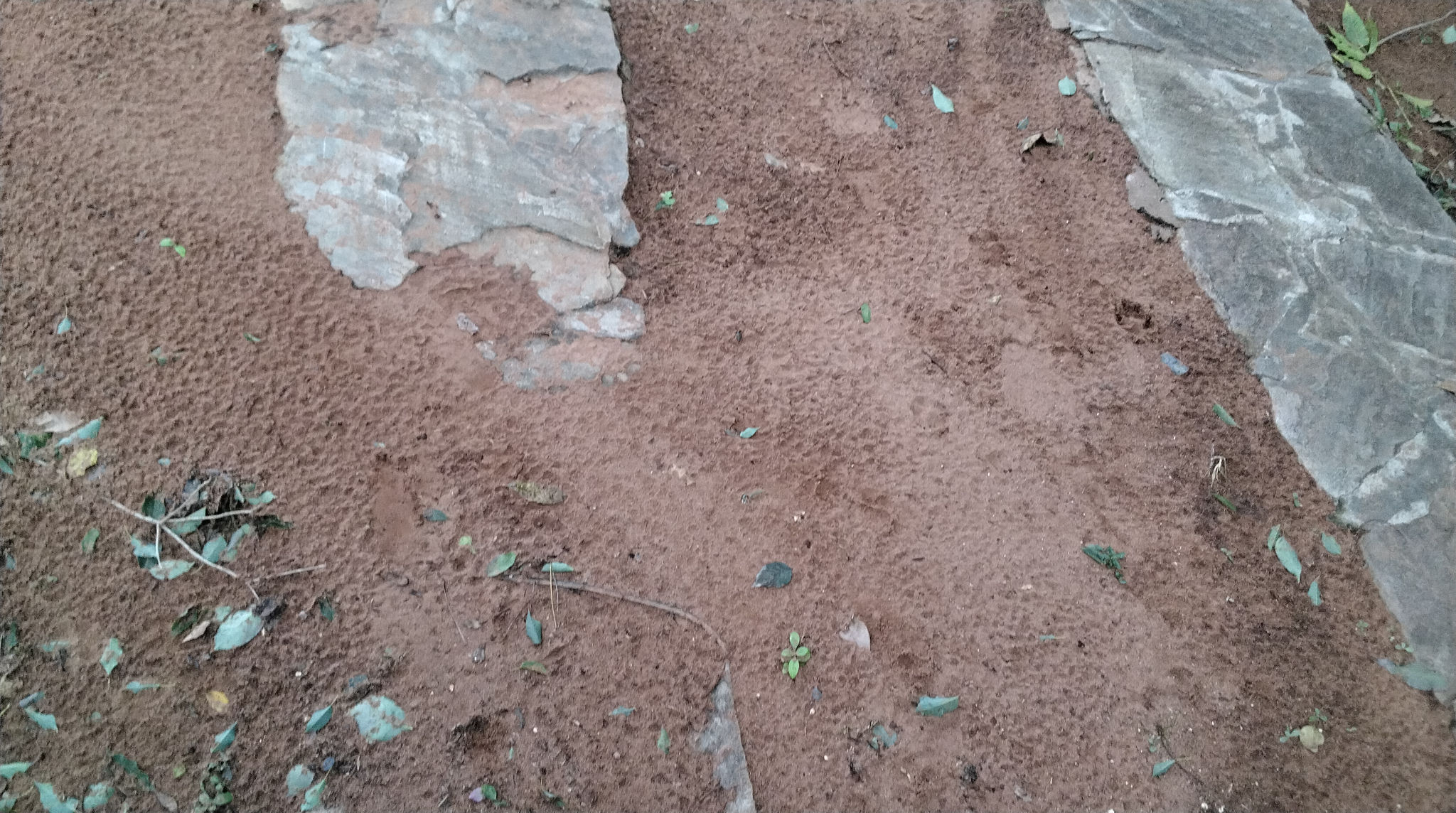 VENDO CASA QUINTA EN NUEVA COLOMBIA — foto 3