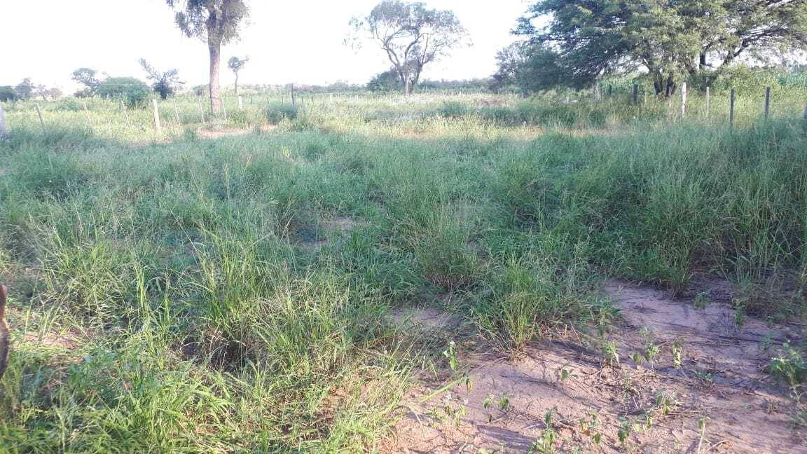 EN VENTA CAMPO DESARROLLADO — foto 3