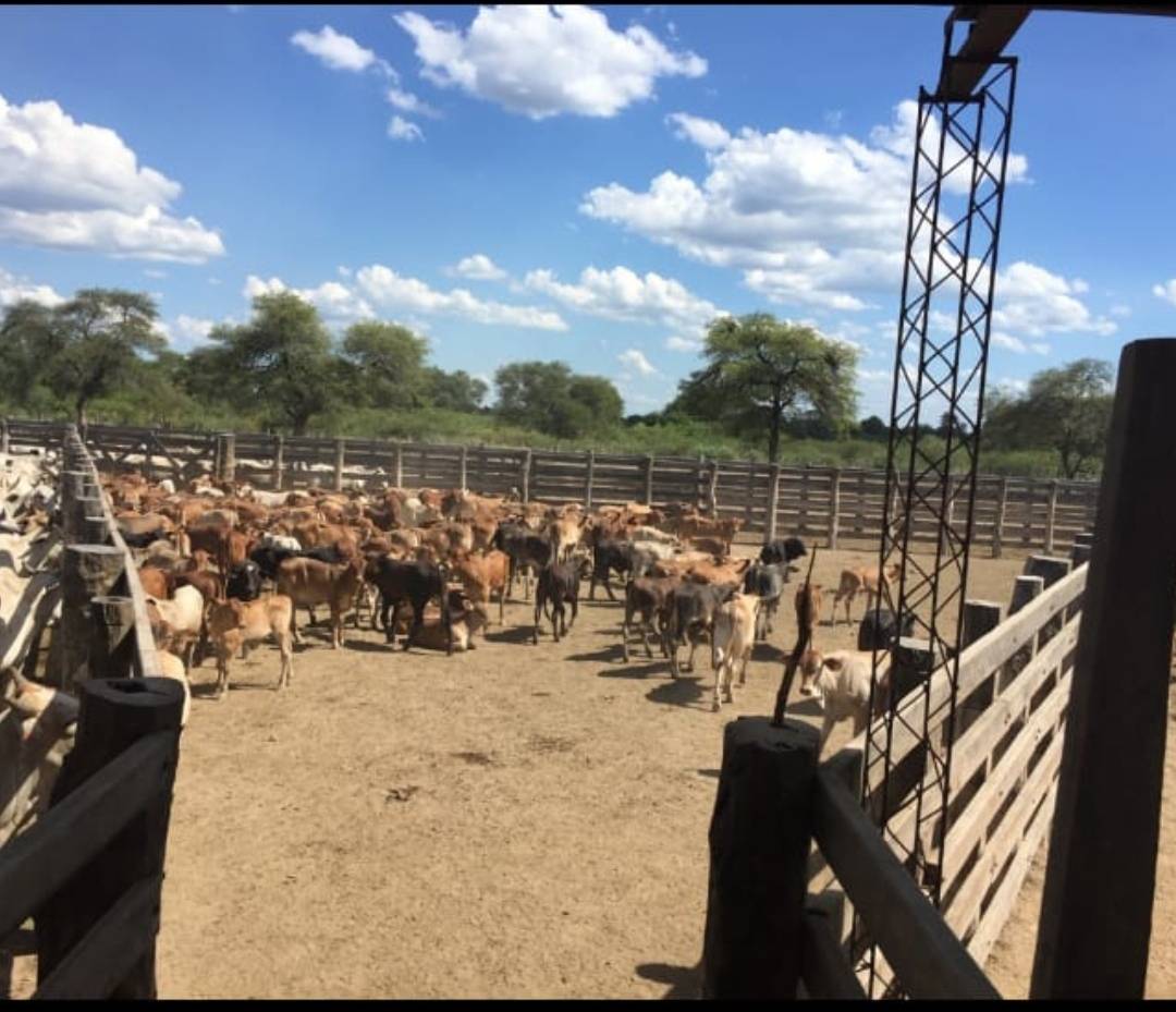 VENTA ESTABLECIMIENTO AGRO GANADERO EN BOQUERON — foto 2