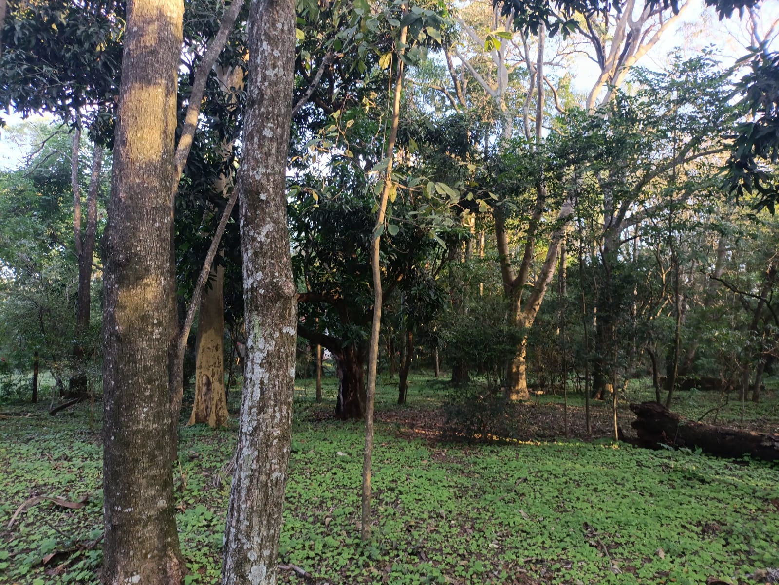Vendo Terreno En Caacupe Aquino Cañada — foto 2