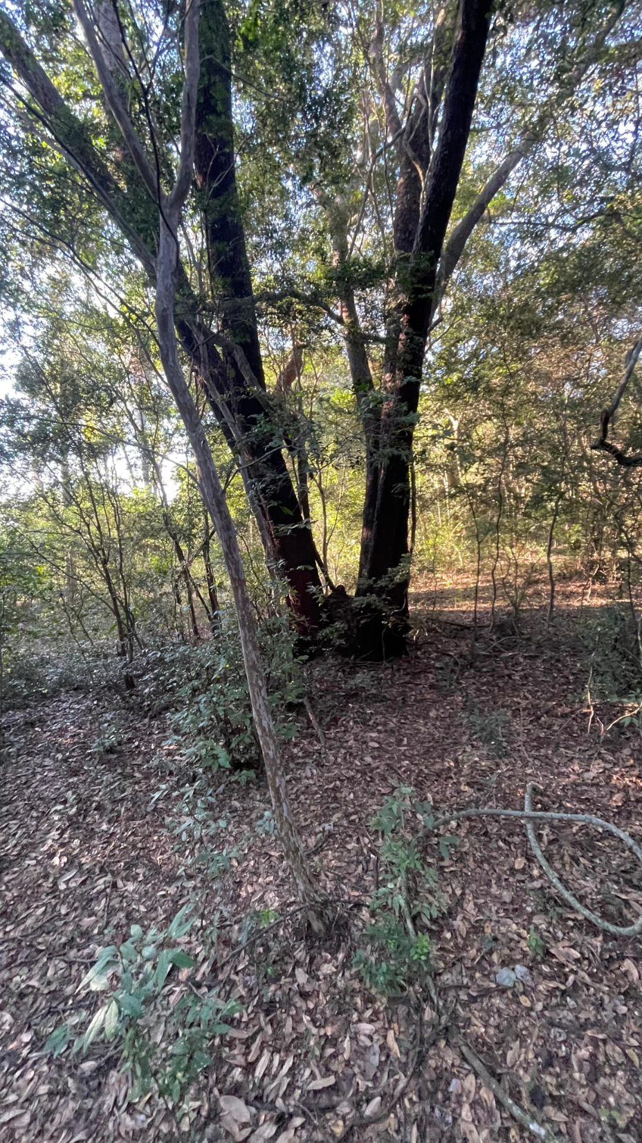 5 Hectáreas Con Casa En Eusebio Ayala A 2,5 Km De Ruta 2 — foto 2
